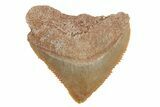 Cretaceous Fossil Crow Shark (Squalicorax) Teeth - Photo 2